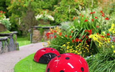 景區(qū)草坪里擺放的兩只玻璃鋼瓢蟲雕塑