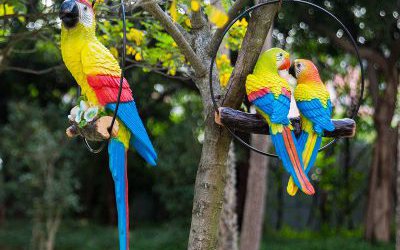 花園廣場(chǎng)上玻璃鋼仿真動(dòng)物鸚鵡雕塑