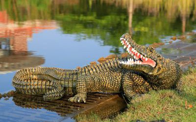 公園池塘里擺放的玻璃鋼仿真動(dòng)物鱷魚雕塑