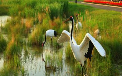 田園池塘玻璃鋼仿真動(dòng)物仙鶴雕塑