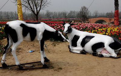 農(nóng)場戶外玻璃鋼仿真奶牛雕塑