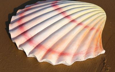 玻璃鋼仿真貝殼雕塑擺件